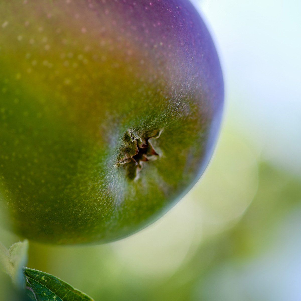 La pomme le fruit adoré des Français tout savoir sur les fruits